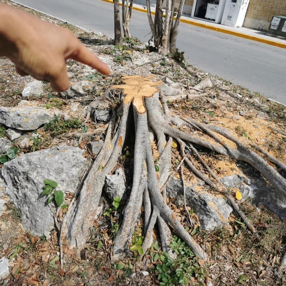 Lamentan vecinos de Palmas 1 tala de árboles que embellecían el camellón