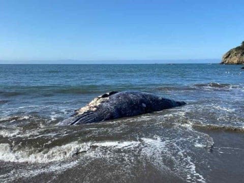 Hallan a 4 ballenas grises muertas en San Francisco