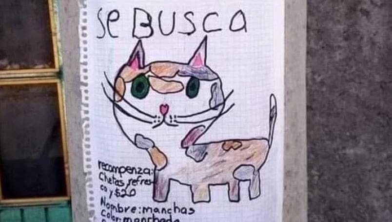 Niño busca a su gato perdido con dibujo; ofrece Cheetos y refresco como recompensa