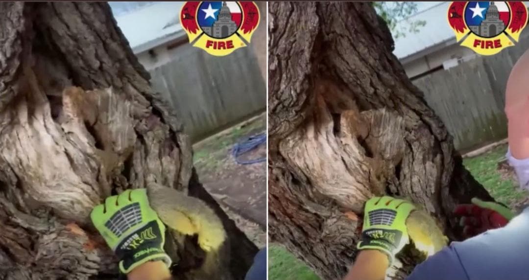 Video: Bomberos rescatan a ardilla que quedó atorada en un árbol