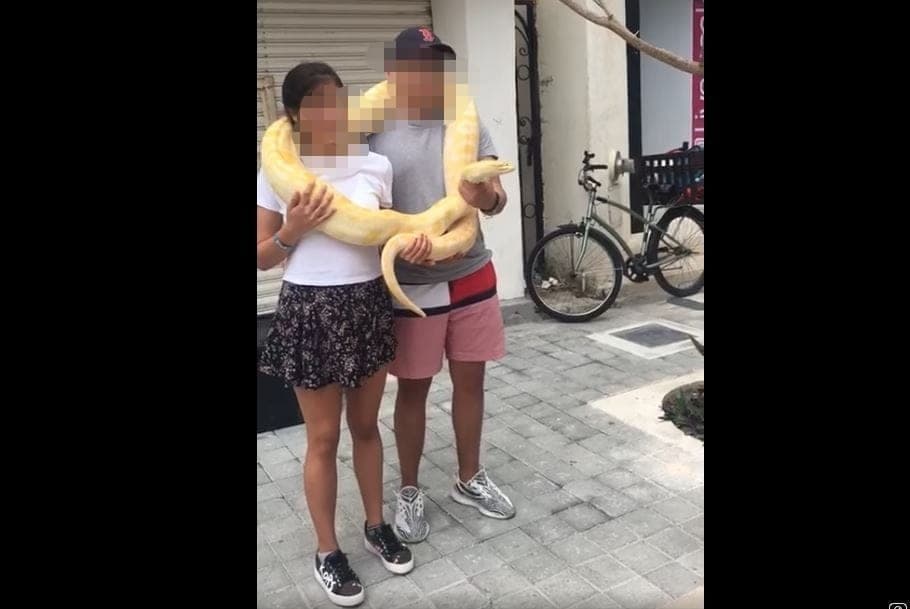 VIDEO: Denuncian a explotador animal en la Quinta Avenida; vende fotos con un pitón