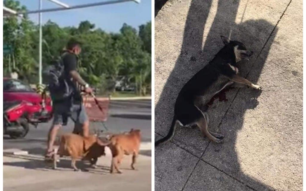 Sigue sin dar la cara dueño de pitbull que asesinó al chihuahueño de un abuelito playense