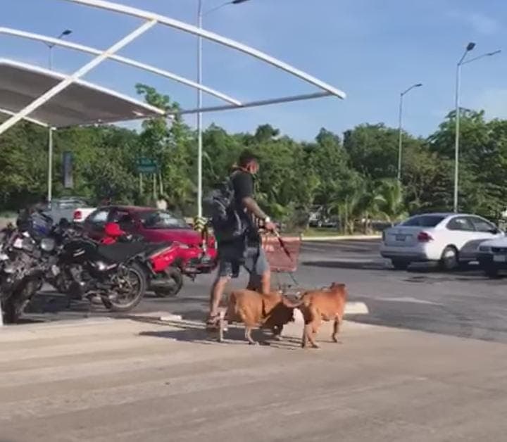 Pitbull ataca y mata al chihuahueño de un abuelito en Chedraui Playa del Carmen; dueño huye