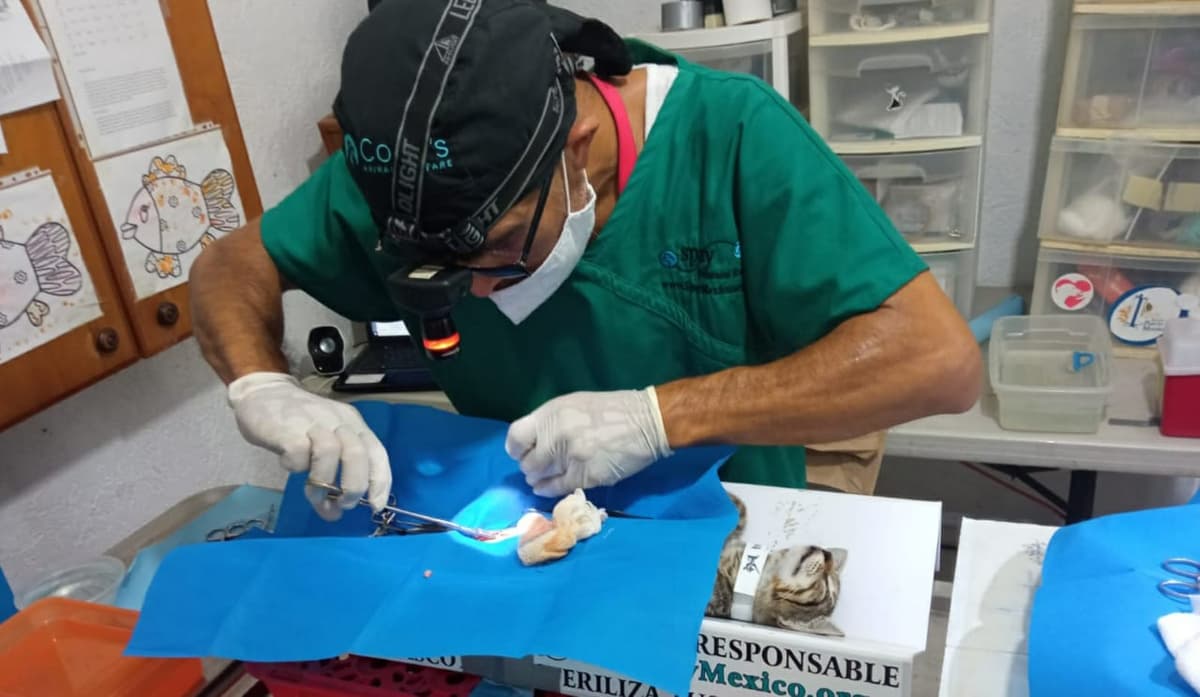 Impulsa Puerto Morelos programa de control poblacional de gatos