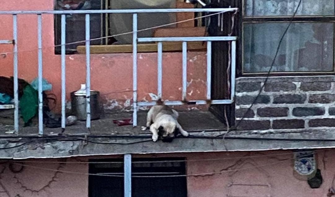 Video: Denuncian en redes que un perrito pug pasa sus días bajo la lluvia