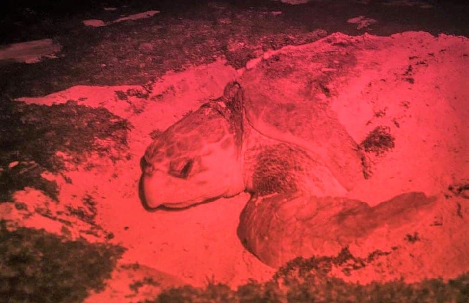 Más de 280 crías de quelonios han sido liberadas en lo que va de la Temporada de la Tortuga Marina 2021