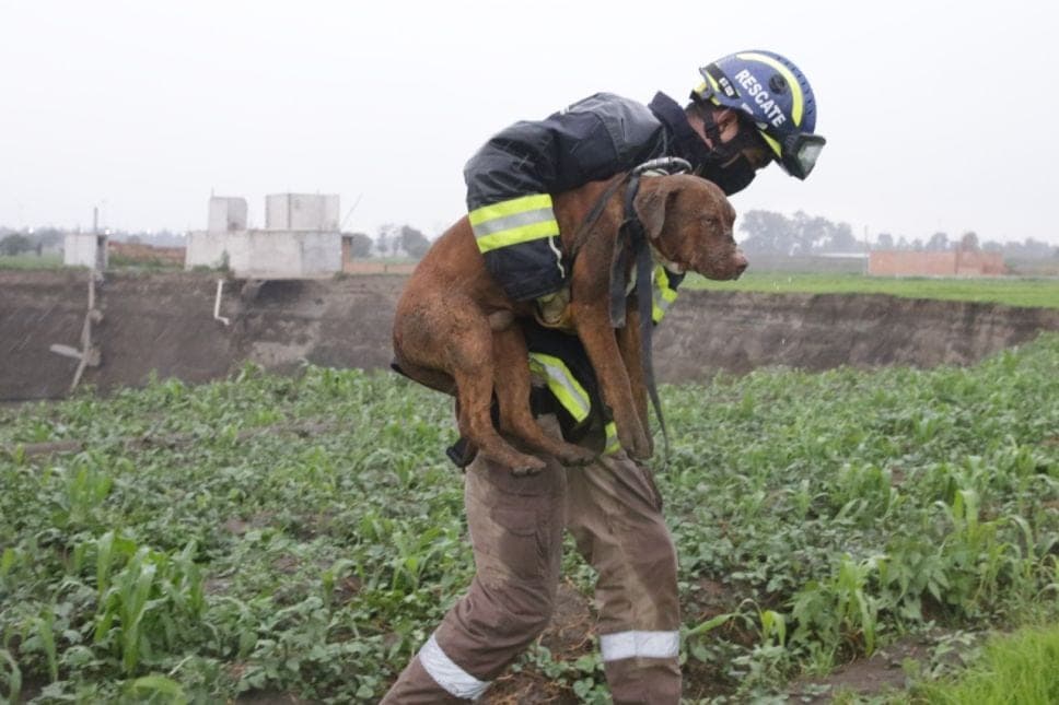 ¡NUNCA SE RINDIÓ! El emotivo mensaje de la hija del bombero que rescató a los perritos del socavón