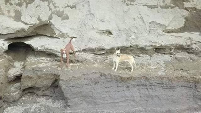 Socavón en Puebla: Descartan usar helicóptero para rescatar a perros