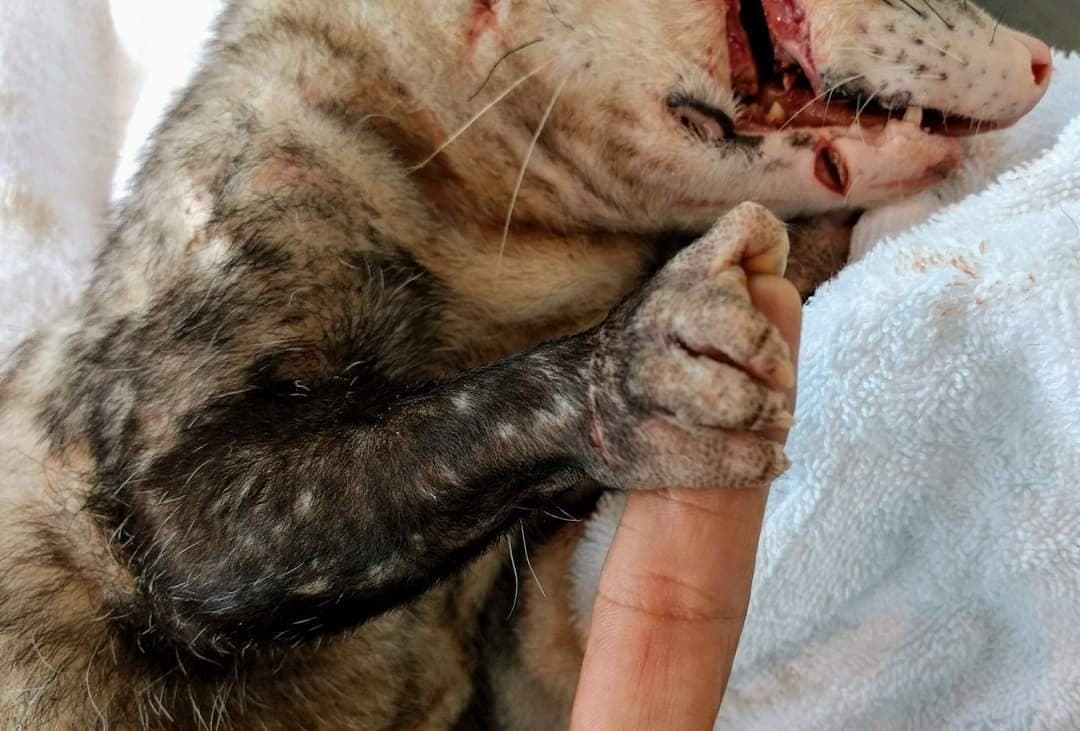 Por qué "Arthuro", dejó una huella imborrable en Tlacuatitlán, Lugar de los Tlacuaches