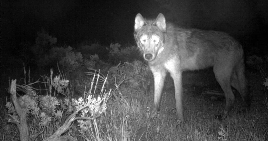 Descubren crías de lobo gris en Estados Unidos; lo creían extinto desde 1940