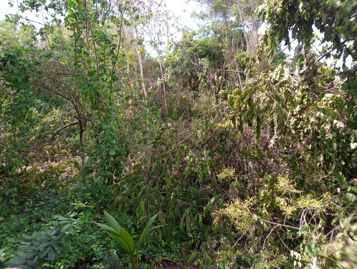 Denuncian venta de terreno con zona arqueológica en Bacalar; ya están desmontando