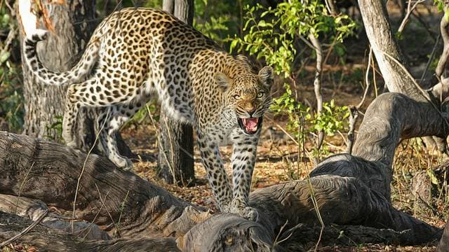Leopardo mata a niña en el cumpleaños de su hermano en la India
