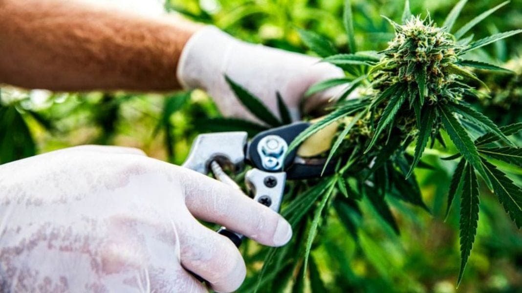 Gobierno argentino promueve ley para crear industria de cannabis medicinal