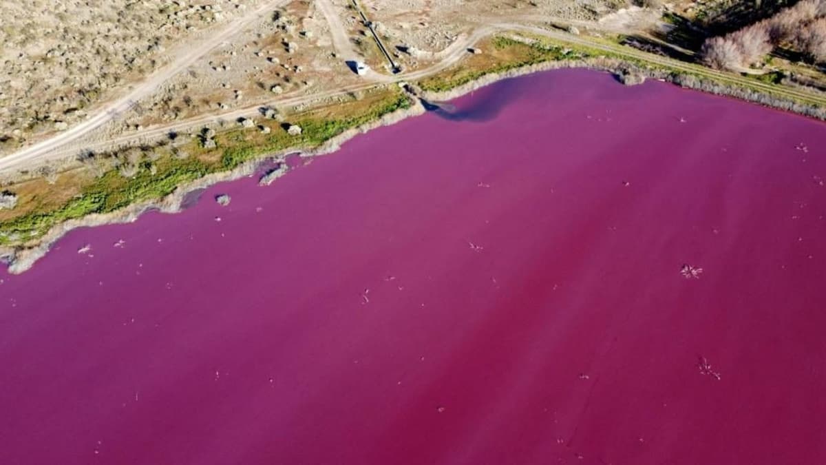 Laguna se tiñe de rosa en Argentina tras contaminación industrial
