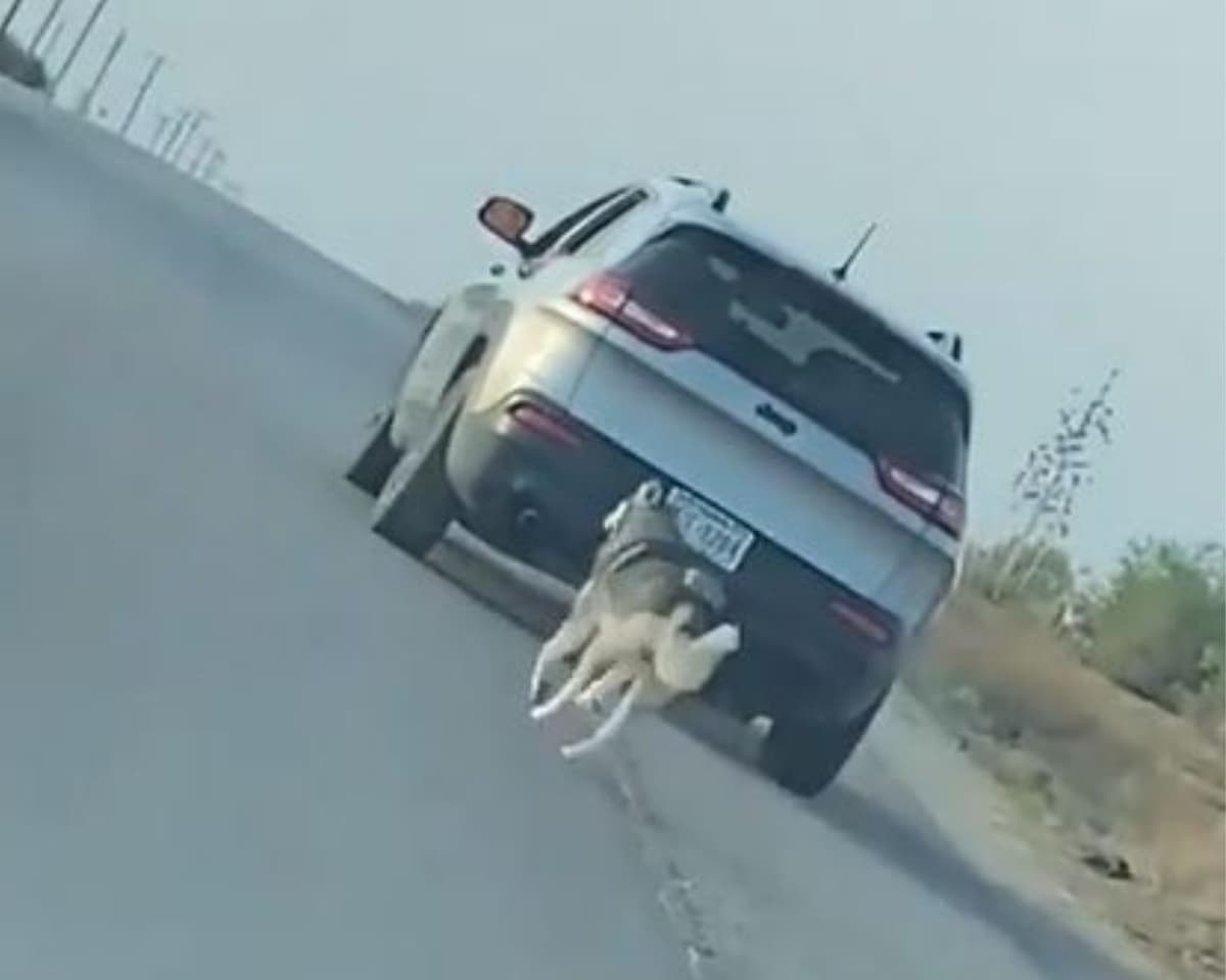 Captan a sujeto abandonando a un perrito en la carretera, queda detenido (VIDEO)