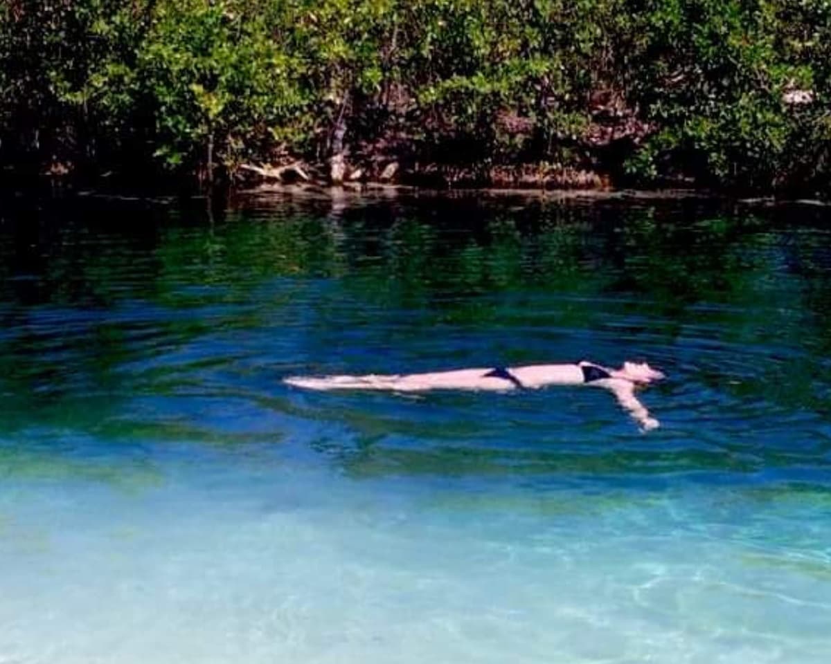 Multimillonario Jeff Bezos y la WWF anuncian proyecto para restaurar manglares de Q.Roo