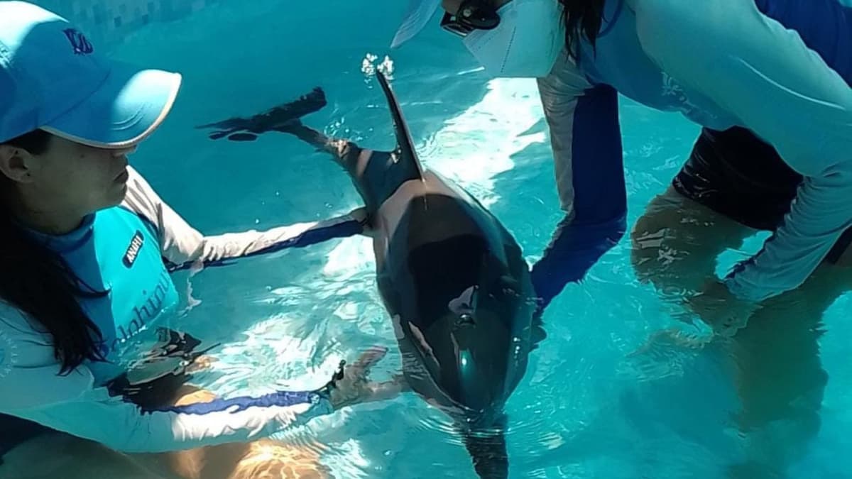 Fallece delfín en Tulum; sobrevive la cría