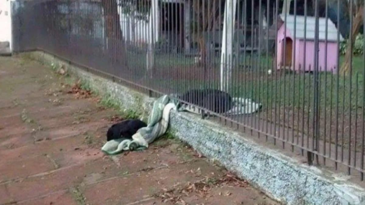VIRAL: Perrita saca cobija de su casa y la comparte con perro callejero