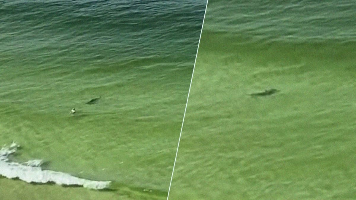 VIDEO: Un tiburón martillo avanzó como un torpedo directo hacia un bañista en Florida