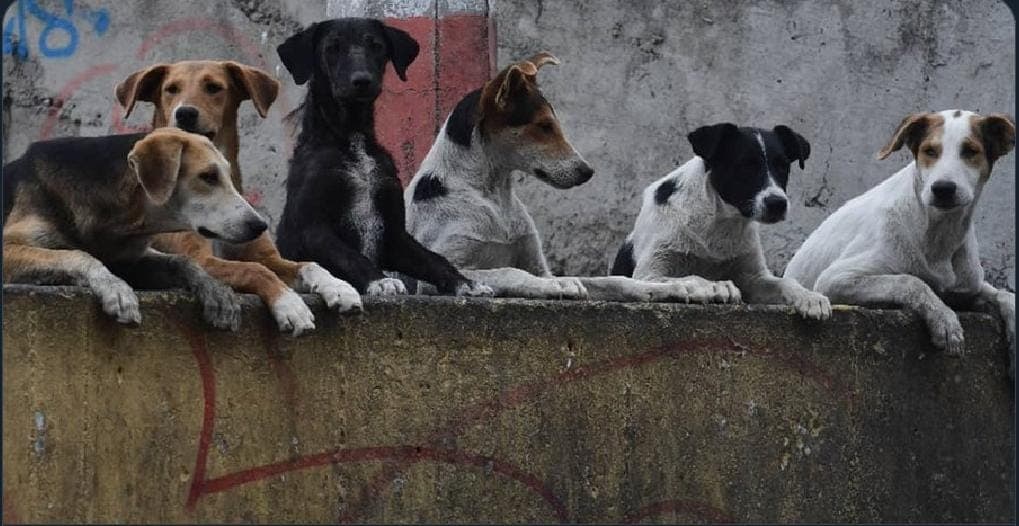 Muere hombre tras ser atacado por perros en el Edomex