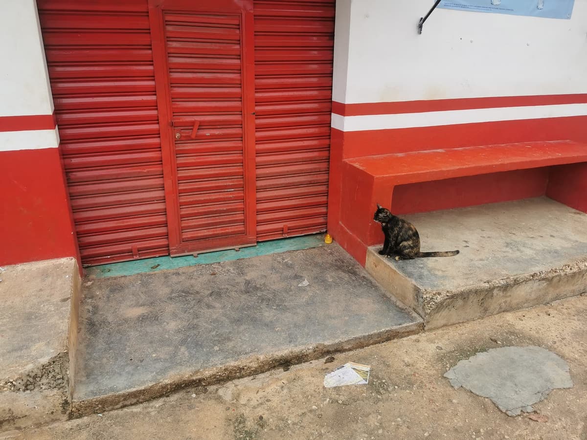 VIDEO: ¡Conmovedor! Gatito llora frente a tienda de Yucatán, no sabe que su dueño murió