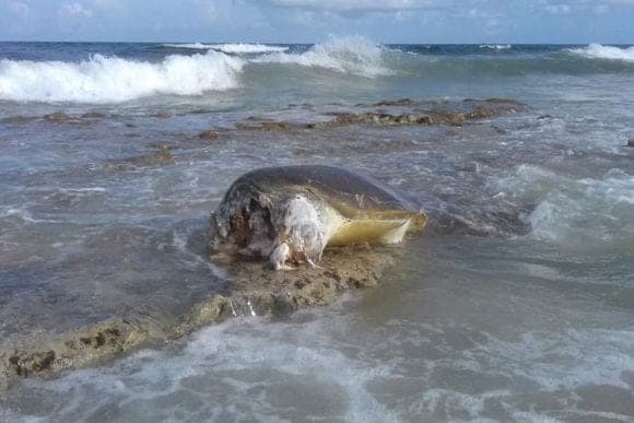 Tiburones 'se dan festín' con una tortuga en playa de Cozumel