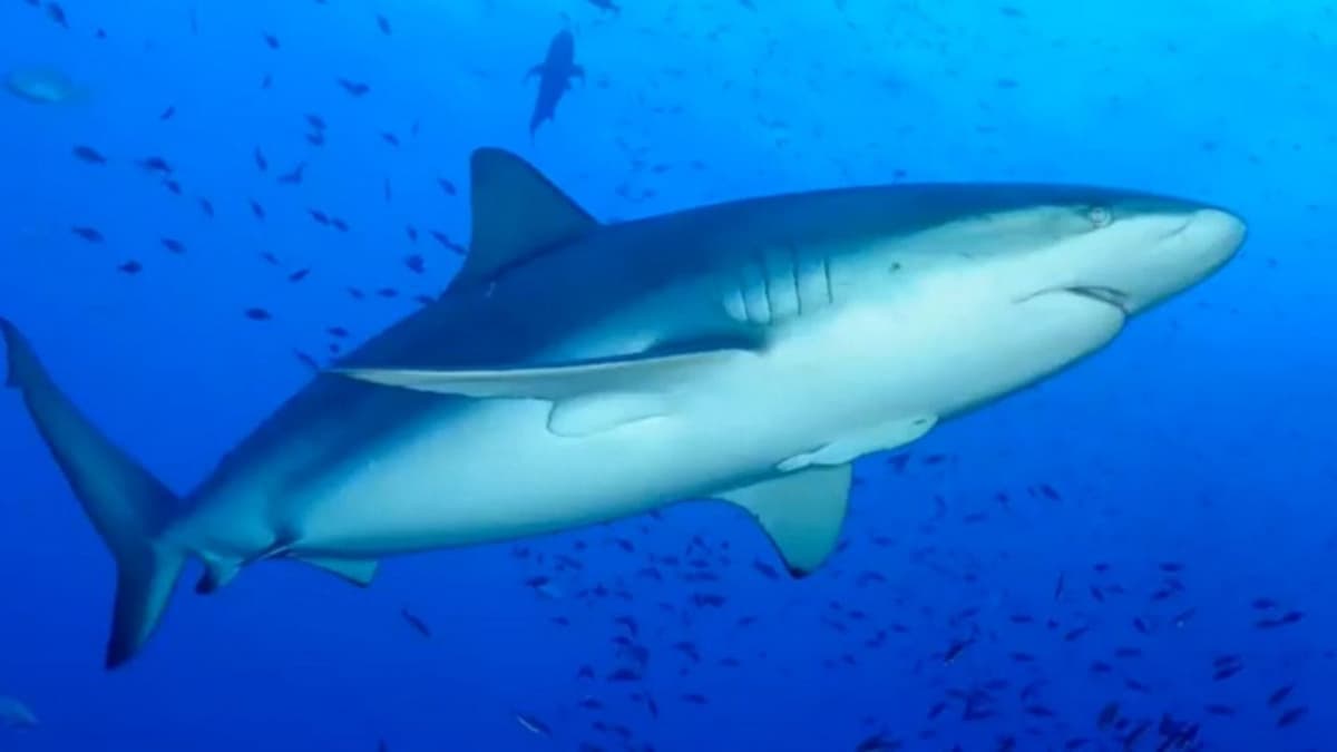 Quintana Roo suma esfuerzos para la conservación marina