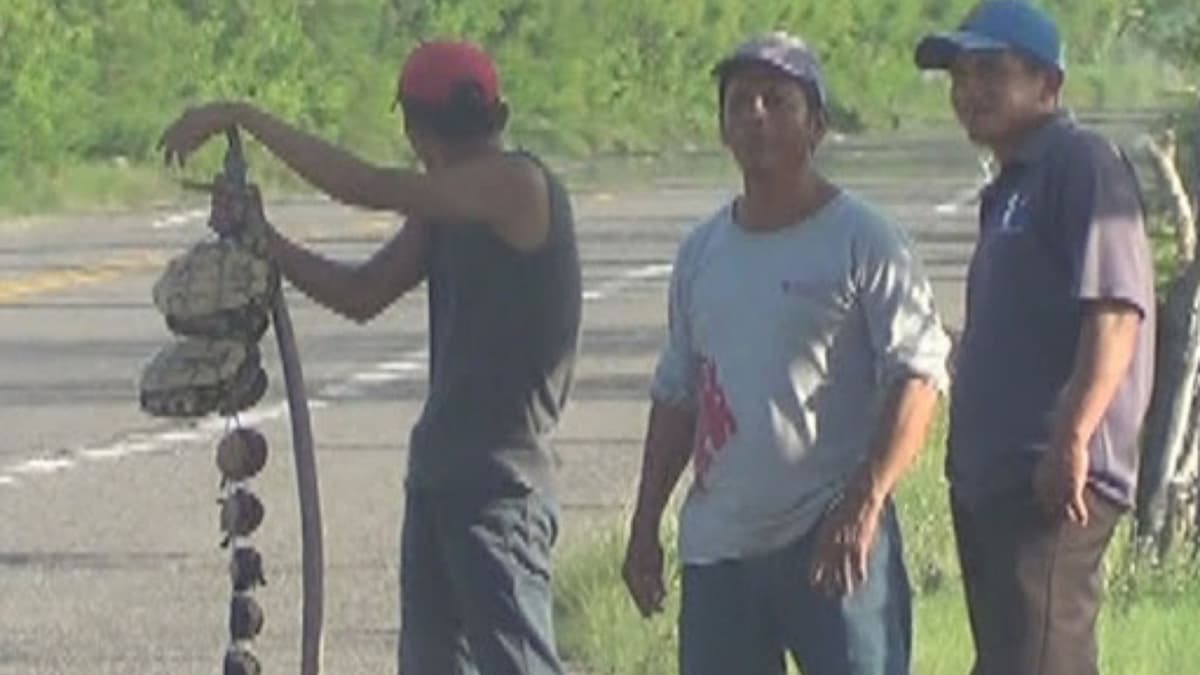 Venden tortugas vivas colgadas de un hilo en Tabasco y genera fuerte indignación en redes sociales