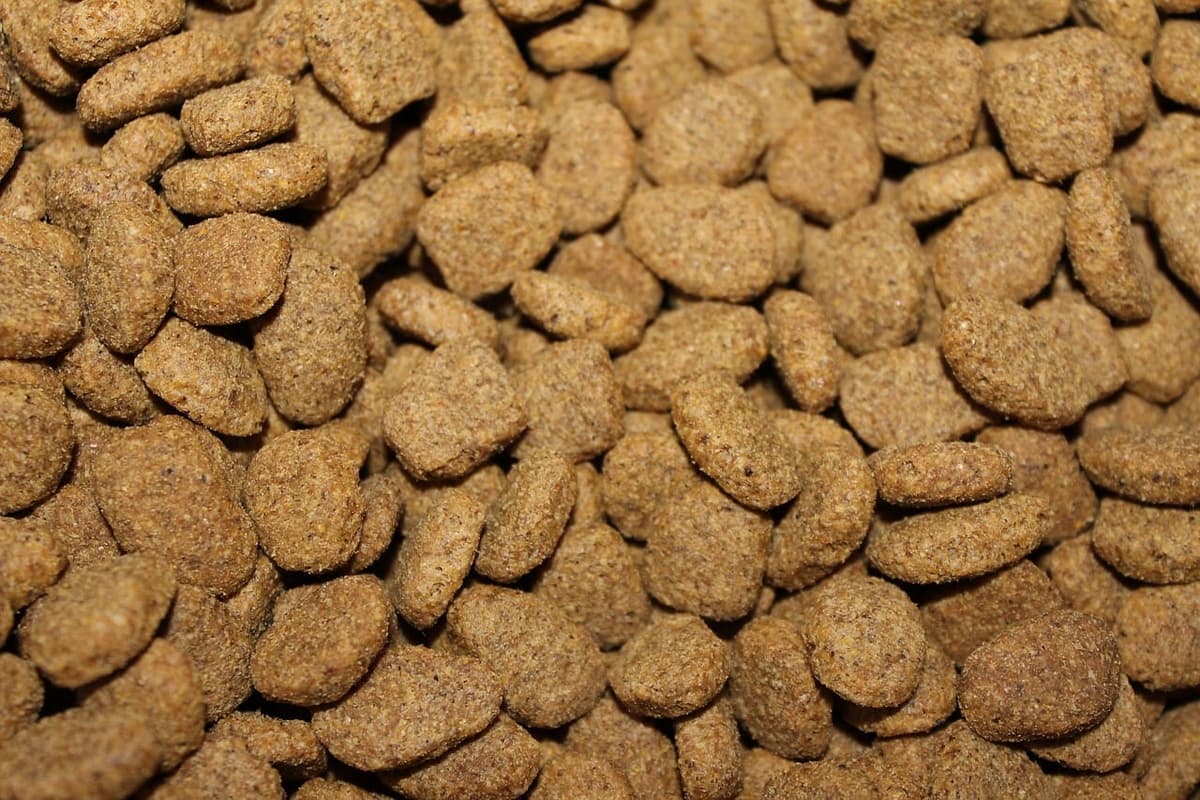 ¡Cuidado! Descubren bacterias resistentes a antibióticos en marcas de croquetas para perros