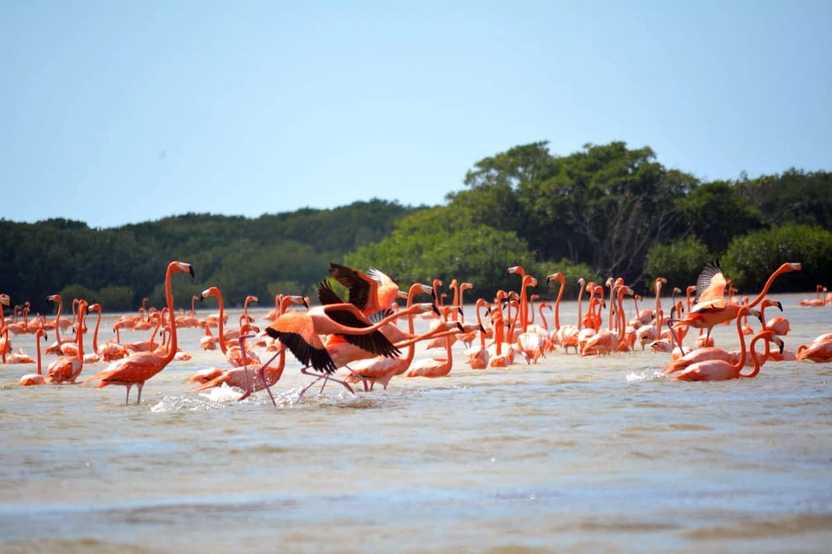 FOTOS: ¡Hermoso! Llegan flamencos rosas a Sisal, Pueblo Mágico de Yucatán