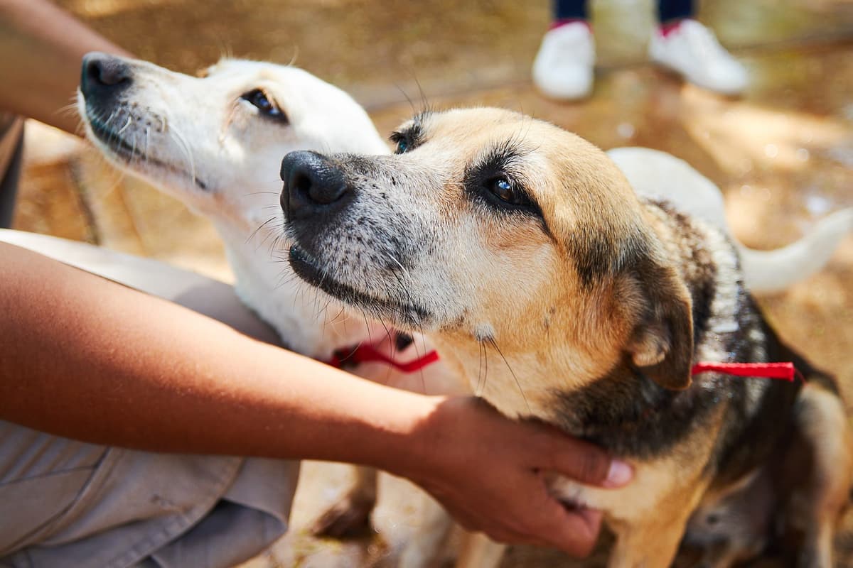 Durante el mes de junio realiza el Centro de Control Animal más de 40 esterilizaciones