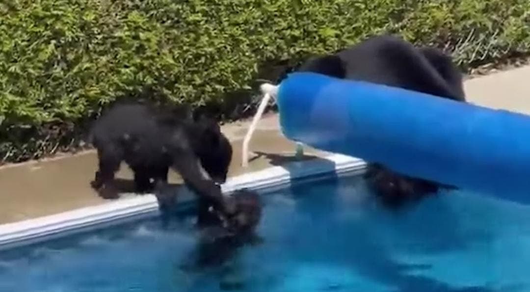Video: Osos se refrescan en alberca ante intenso calor en Canadá