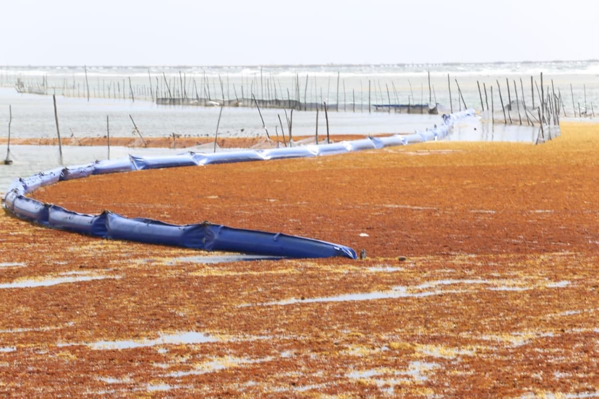 Playa del Carmen con olor a azufre: sargazo se descompone y espanta a bañistas