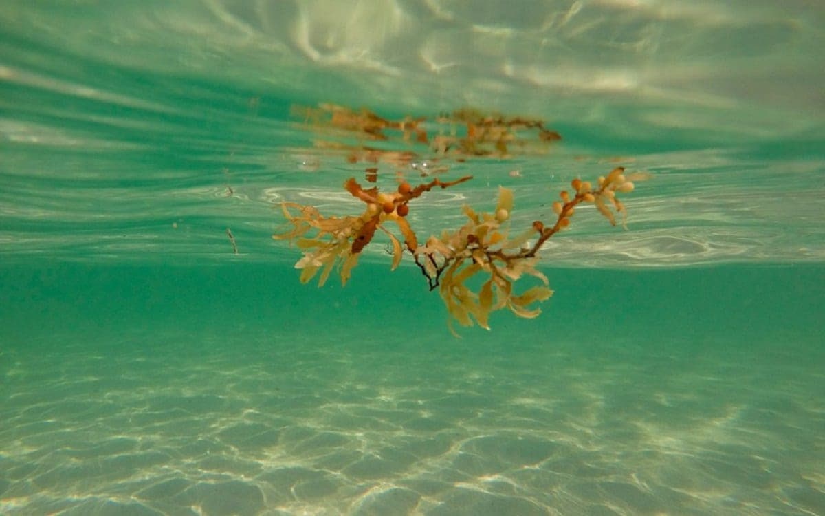 ¡Creatividad y talento! Conoce productos con sargazo 100% quintanarroense