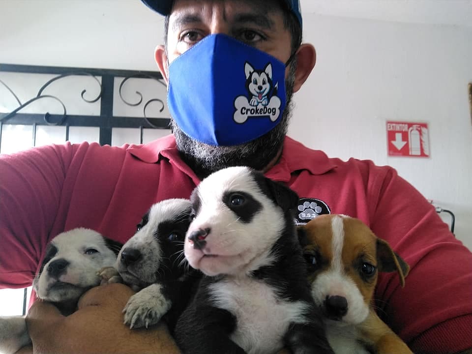 Héroe sin capa: no rescata a un perrito, salva a toda la camada de "dormir" en el antirrábico