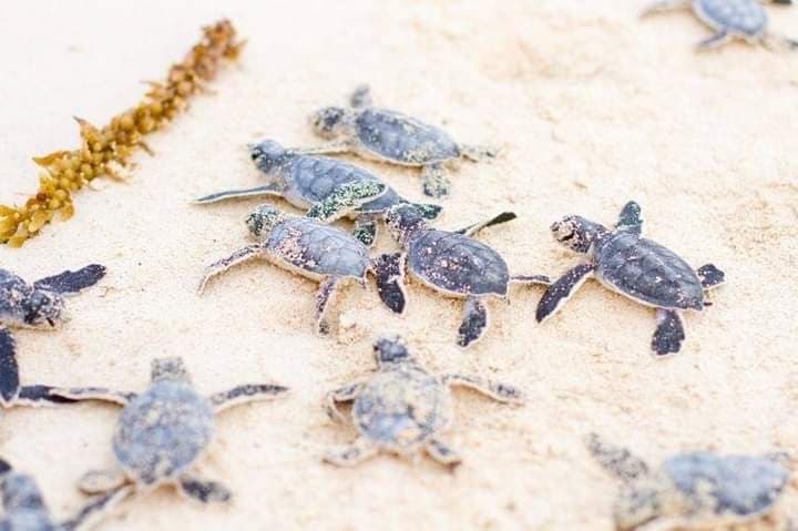 ¡INCREÍBLE TEMPORADA PARA LA TORTUGA MARINA! Se registran 760 nidos en Cozumel