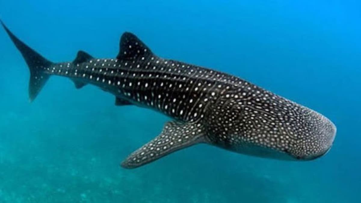 30 de agosto: Día Internacional del tiburón Ballena