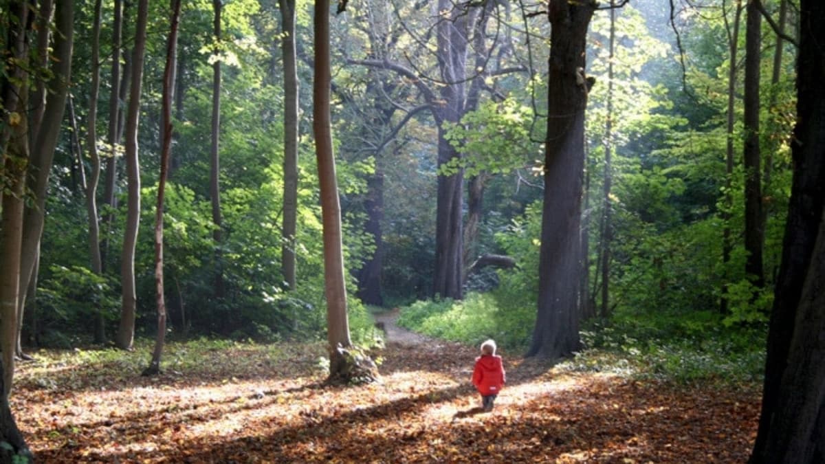 ¡Niña extraviada! Se perdió en un bosque por cuatro días y fue encontrada con vida