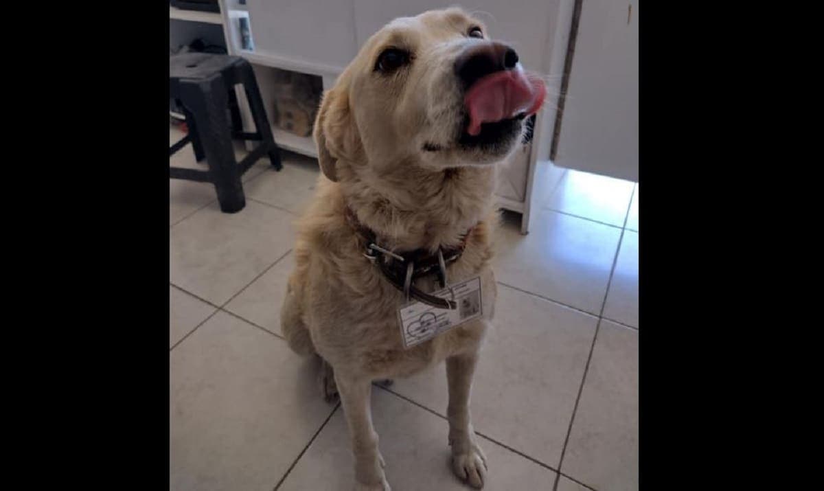 Dan puesto de "jefe de seguridad" a "Matute", perrito de la comunidad