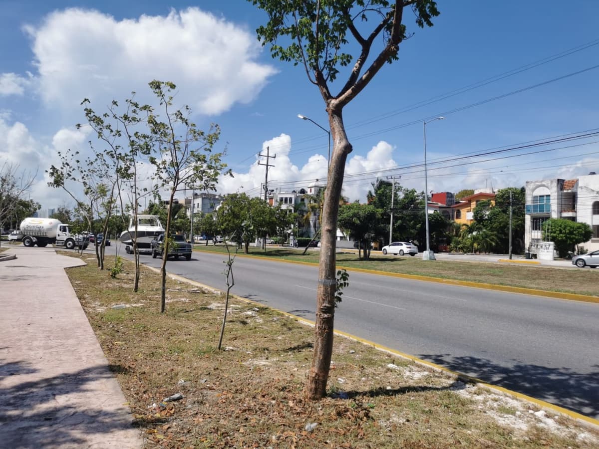 Plancha de concreto: Al 90% el retiro de arbolitos por Tren Maya