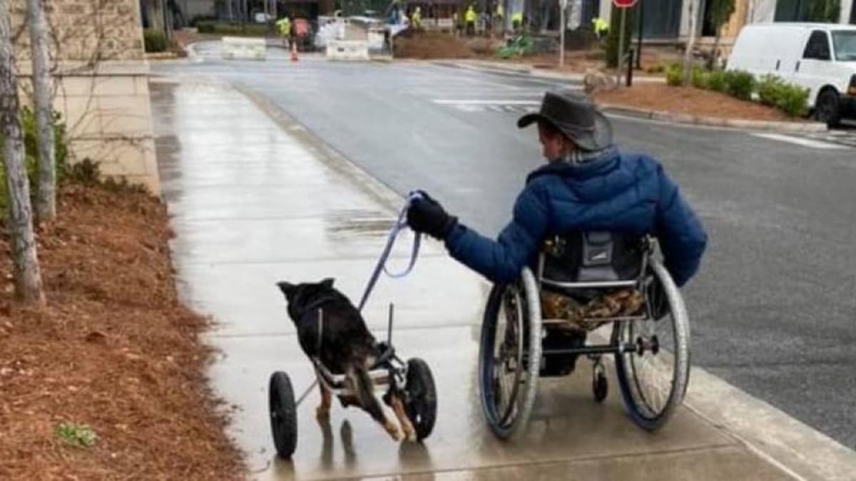 ¡Hermosa historia! Un perro y su dueño, ambos en silla de rueda, se hacen viral en las redes