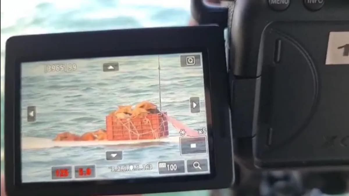 DEPREDADORES: Sacan estrellas de mar en tablas de surf en Cancún