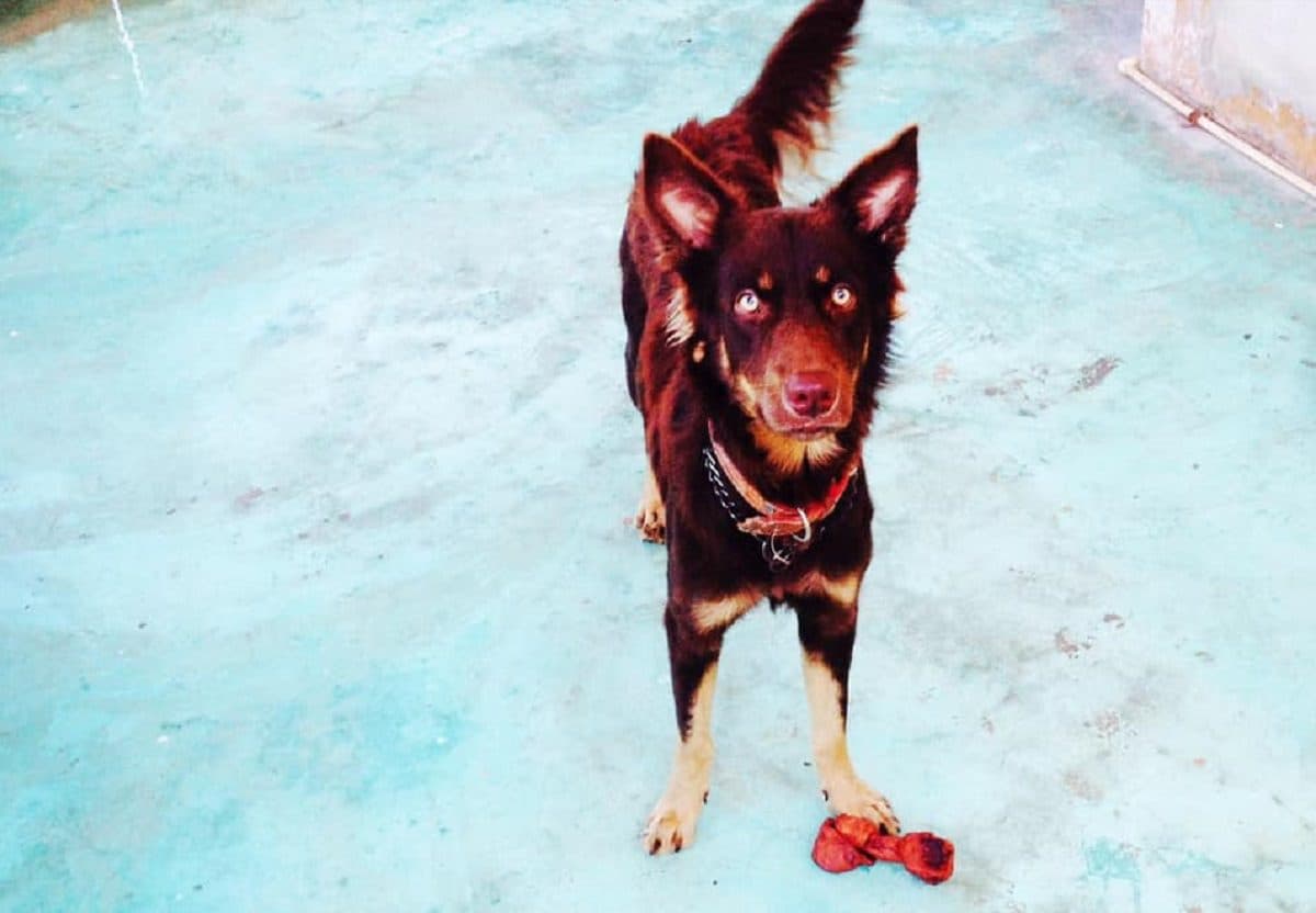 Piden justicia para el perrito "Zeus"; murió tras golpiza con un bate en Chetumal