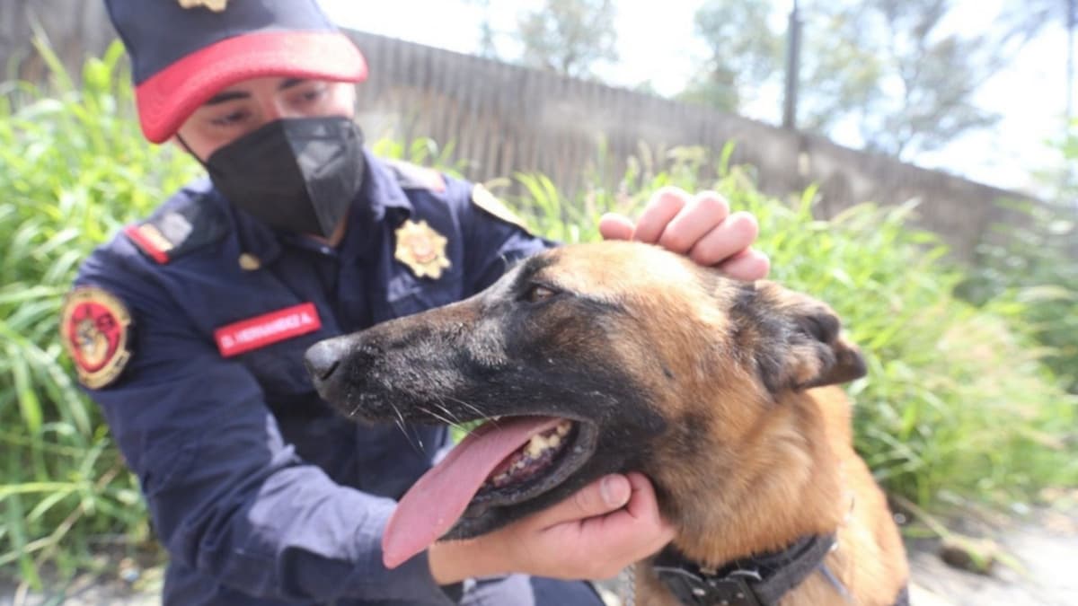 Policía de CDMX combate la delincuencia con caninos que detectan explosivos y drogas
