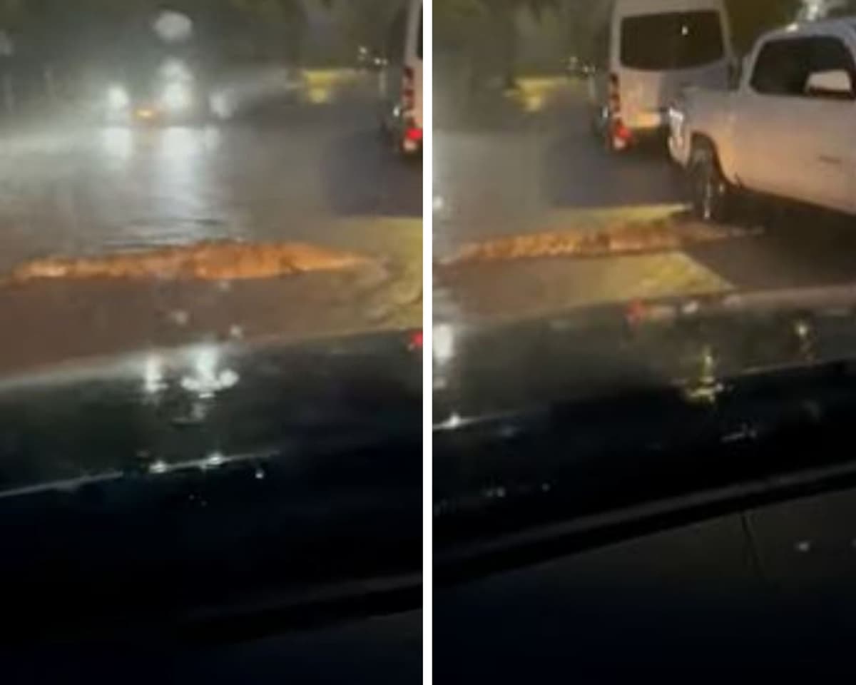 VIDEO VIRAL: Captan a cocodrilo nadando en plena calle de Puerto Vallarta