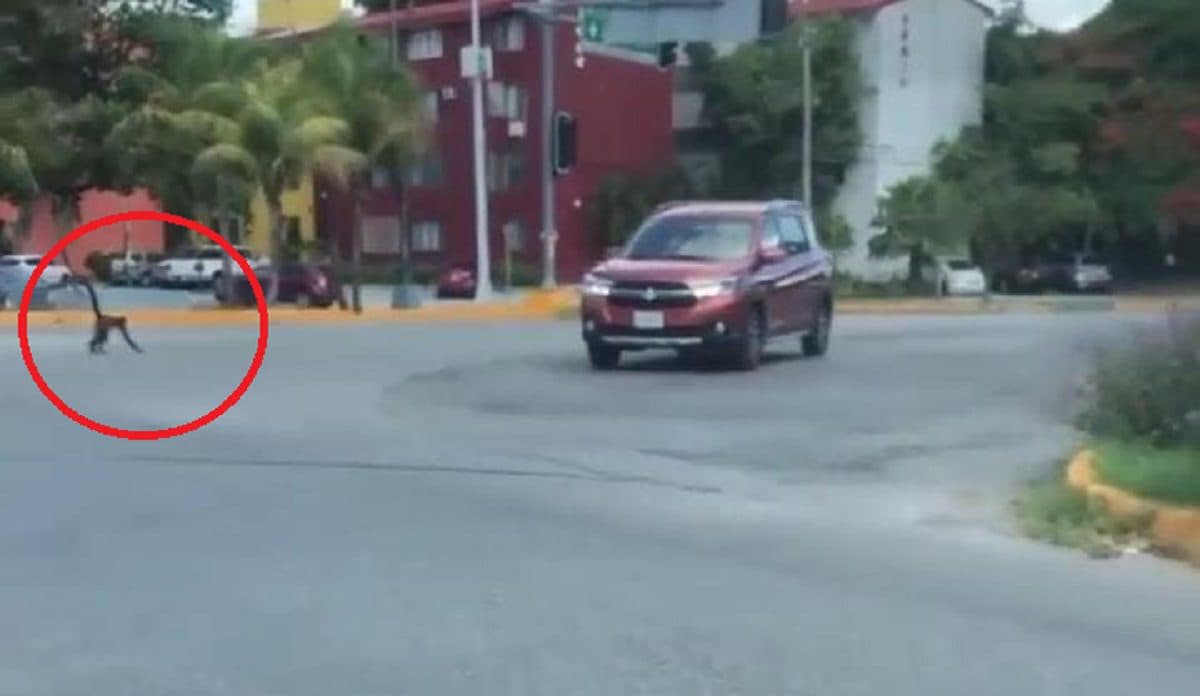VIDEO: Tierno mono araña camina por avenidas de Cancún, para sopresa de transeúntes