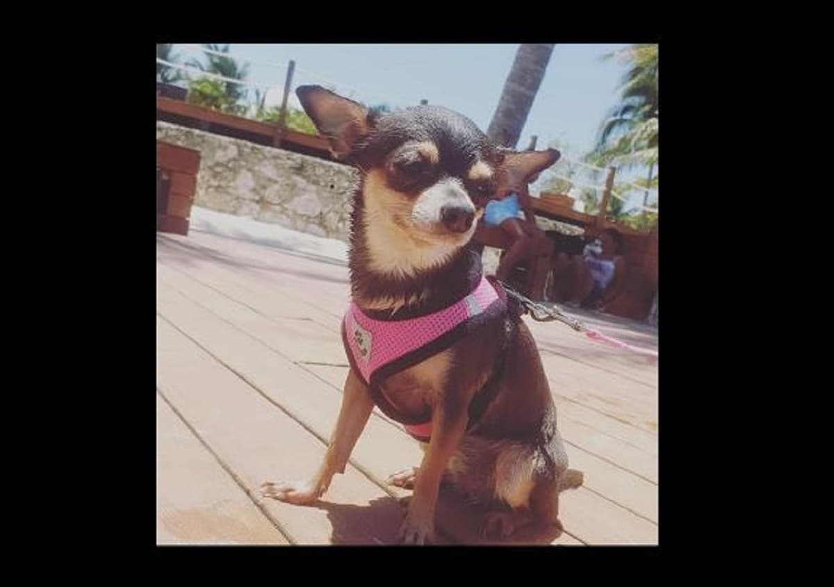 Sujetos en moto se llevan "Maka" perrita de Cancún; dueña ofrece recompensa de 10 mil pesos