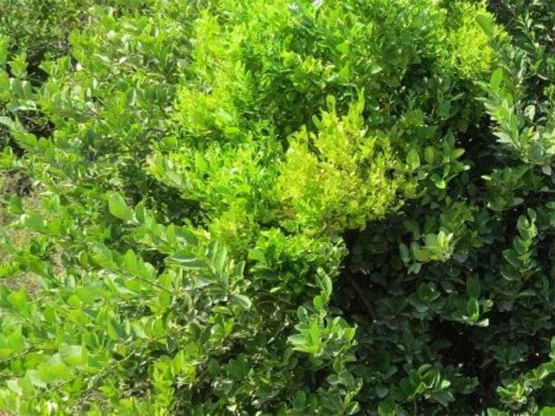 Descubren molécula microbiana que capaz de convertir a las plantas en "zombies"