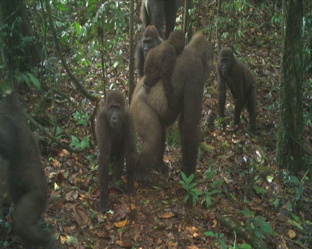 Cámaras trampa registran por primera vez a una especie de gorila que se creía extinta