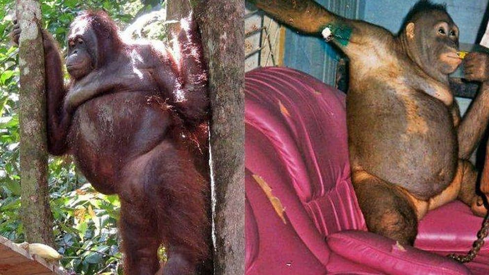La espantosa historia de la orangután abusada por cientos de hombres en un burdel de Indonesia